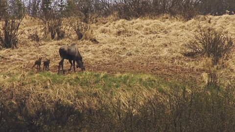 Two Baby Moose with Mother