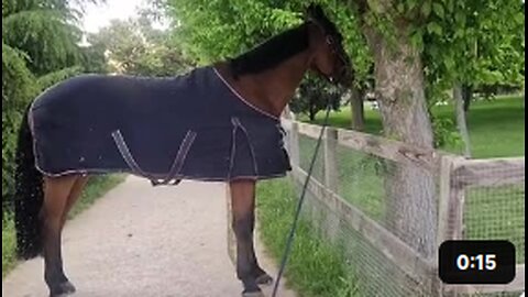 Puppies Play With Horse's Tether