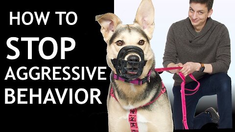 How To Make Dog Become Fully Aggressive With Few Simple Tips #dog #live