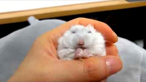 I got a little baby hamster 😄