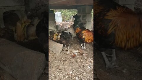 Standing Guard While Hens Dust Bath #chickens #chickenlife #chickenshorts