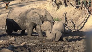 Elephants Mud-bathing