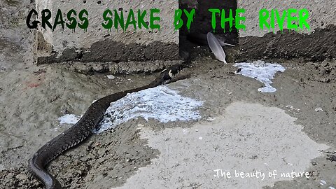 Beautiful snake crawls along the stony bank of a river / a very beautiful grass snake by the water.