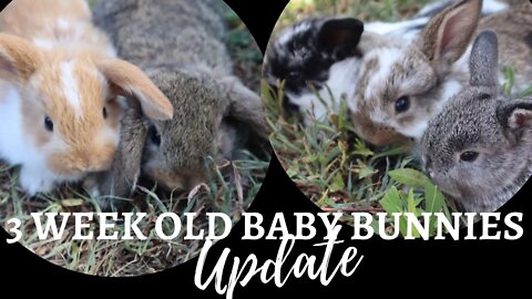 Baby Holland Lop Bunnies, 3 weeks old (Part 3)