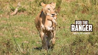 Lioness Moving Tiny Cubs | Maasai Mara Safari | Zebra Plains