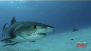 Sharks bite two fishermen in Florida Keys in separate incidents
