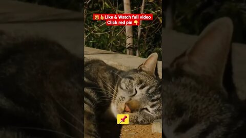 Cute Cat Funny Video 😂😹| #cutefunny #Cat #cutecats #shorts #funnycatsvideos #catsshorts #catsrelax