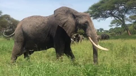 Elephant nature safari.