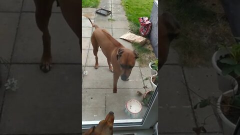 Small dog protects house from a Rhodesian Ridgeback dog