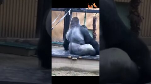 wild animals a baby playing with mother #Petsandwild #monkeys #gorilla