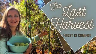 The LAST Garden Harvest Before Frost