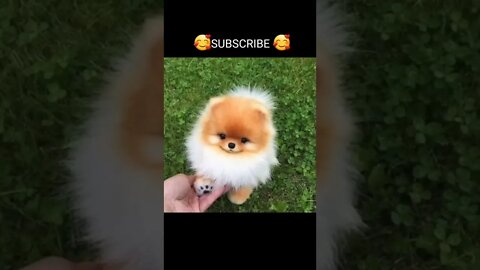Funny & Cute Dog Compilation TikTok #shorts 😻1080p 3