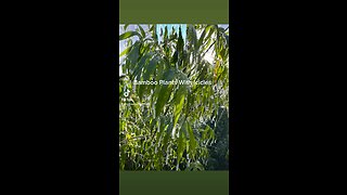 Does bamboo get damaged from the cold?