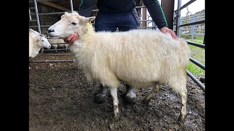 Sean Cadden explains Cladoir sheep type & what breed program looking for