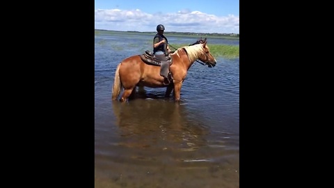 Playful horse splashes in water
