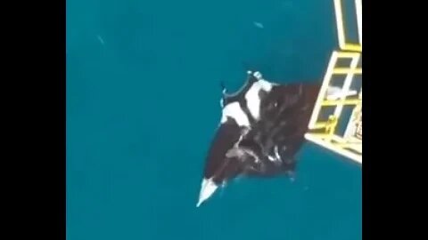 Giant Oceanic Manta Ray spotted under offshore rig near Trinidad shark for scale