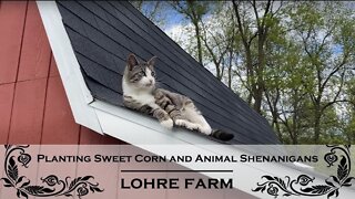 Planting Sweet Corn and Animal Shenanigans
