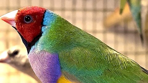 Red-Headed Gouldian Finch Male #nature #bird #birds #pets #animals