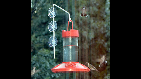 Songbird Essentials Nectar Protector Junior, Bird Feeder Protection, Red
