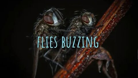 FLIES BUZZING🦟Sound Effect Free Download 0:10 Minutes