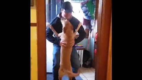 Dog Sees Owner After 2 Months
