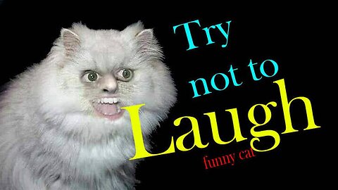 Funny cats videos