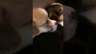 Cute Puppy Dogs Sleeping
