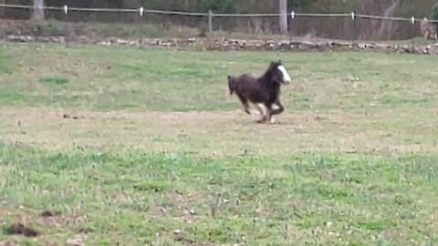 Gypsy Colt Quiggly LOVES To Run