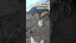 Farm surveillance. Free range birds with watch dog