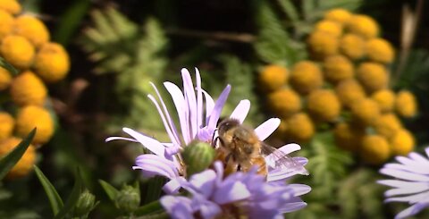 Bumblebee Flower Close Up