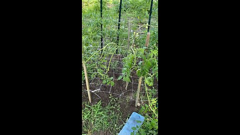 Vegetable garden