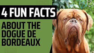 Four Fun Facts About the Dogue de Bordeaux.