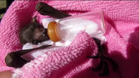 Questo baby pipistrello non si sazia mai!
