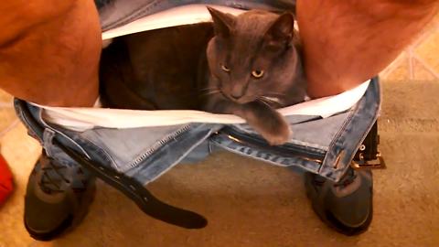 Cat Sits In Her Owner’s Pants