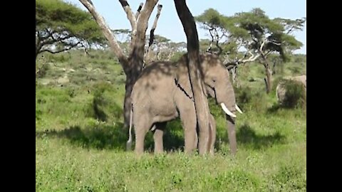 Elephant scratching itself with a tree in the wild