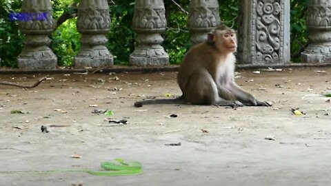 The monkey Vs Green snake