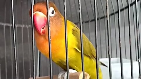 long typing lovebird