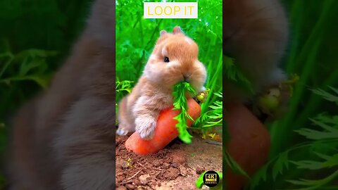 Cute Rabbit 4K Ultra HD - cute rabbit whatsapp status || 4k ultra hd #rabbit #viral #status