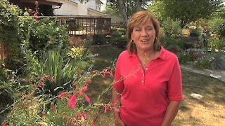 MELINDA'S GARDEN MOMENT - BEAUTIFUL PERENNIALS