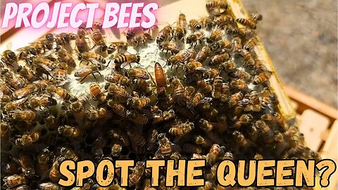 Project Bee Episode 7: 40 Days of Comb Building