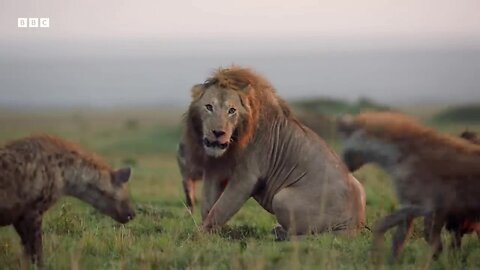 "Lion trapped by clan of Hyenas"