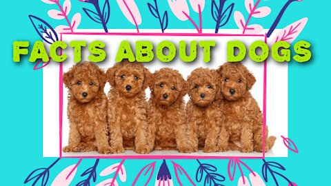 DID YOU KNOW THAT?????FACTS ABOUT DOGS