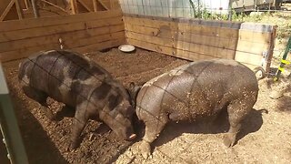 Pig wrestle