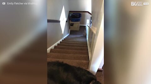 Lazy dog slides down stairs on belly
