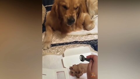Funny Reactions to dogs cutting cake