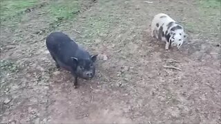 Moving the pig's house