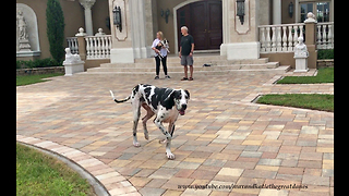 Great Dane and Puppy Make New Dog Friends
