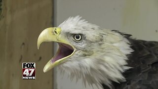 Wildside Rehabilitation Education Center sees increased intake of bald eagles