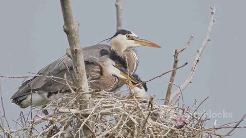 Heron Havens: Urban Wetlands and Their Importance
