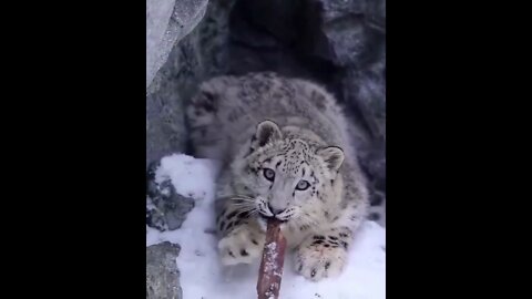 The snow leopard is the only member of the cat family that lives in the mountains where there is snow all year round
